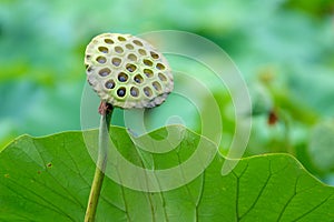 Lotus seedpod and leaf