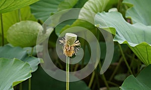 A lotus seedpod and leaves in river in summer