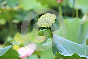 Lotus seedpod,lotus seed,lotus fruit