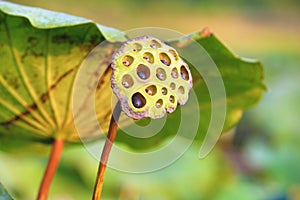 Lotus seedpod with seeds