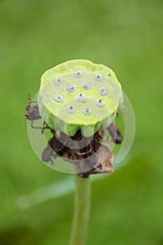 Lotus seedpod standing