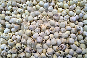 Lotus seeds