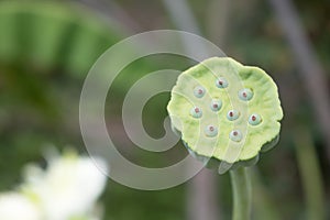 lotus seeds in the basin,Top view