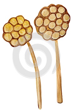 Lotus seeds painted in watercolor and isolated on a white background.