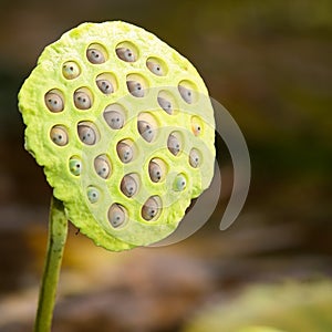 Lotus Seeds in Pod