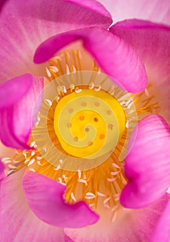 Lotus seeds pod and petal