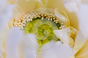 Lotus seeds pod and petal