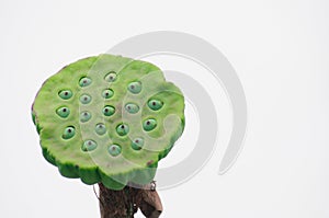 Lotus seeds used as food isolate on white background