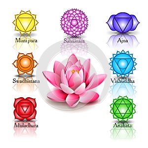 Lotus and Seven chakras