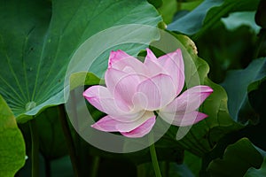 Lotus in Shinto Pond, Ueno Park, Tokyo, Japan