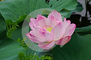 Lotus in Shinto Pond, Ueno Park, Tokyo, Japan