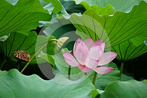 Lotus in Shinto Pond, Ueno Park, Tokyo, Japan