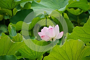 Lotus in Shinto Pond, Ueno Park, Tokyo, Japan