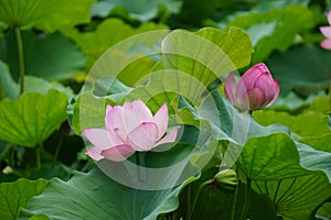Lotus in Shinto Pond, Ueno Park, Tokyo, Japan