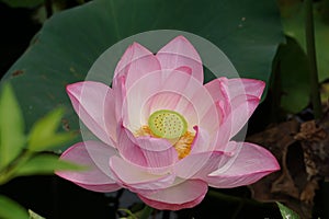 Lotus in Shinto Pond, Ueno Park, Tokyo, Japan