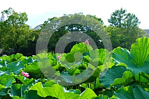 Lotus in Shinto Pond, Ueno Park, Tokyo, Japan