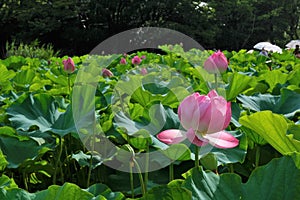 Lotus in Shinto Pond, Ueno Park, Tokyo, Japan