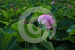 Lotus in Shinto Pond, Ueno Park, Tokyo, Japan