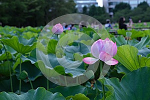 Lotus in Shinto Pond, Ueno Park, Tokyo, Japan