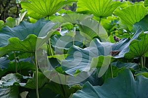 Lotus in Shinto Pond, Ueno Park, Tokyo, Japan