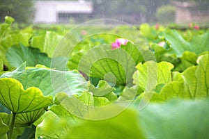 Lotus in Shinto Pond, Ueno Park,  Tokyo, Japan