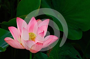 Lotus