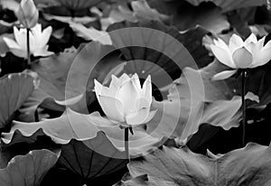 Lotus photo