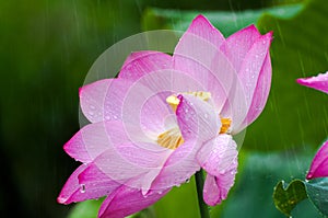 Lotus struck in rain