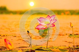 Lotus in the swamps that sunrise at Bueng Lahan, Chaiyaphum province of Thailand