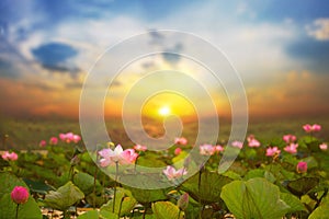 Lotus in the swamps that sunrise at Bueng Lahan, Chaiyaphum province of Thailand