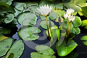 Lotus Thai.Beautiful fresh water for the garden.