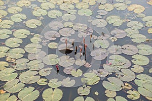 Lotus at Thale Noi Waterfowl Reserve