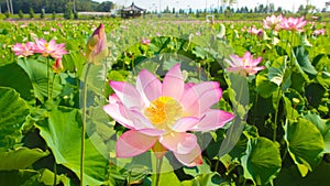 Lotus Theme Park in Haman, Gyeongnam, South Korea, Asia