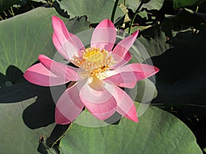 Lotus - thermophilic southern plant.