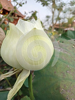 Lotus unbloom flower