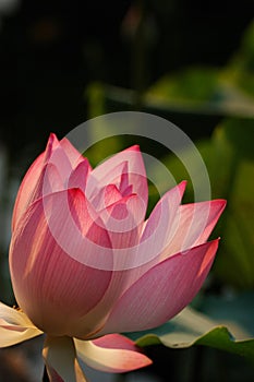 Lotus under the sun shine