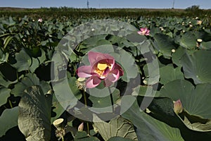 Lotus Valley, Anapa, Russia