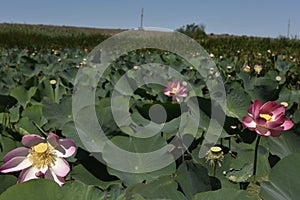 Lotus Valley, Anapa, Russia