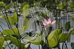 Lotus Valley, Anapa, Russia