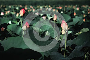The lotus valley. Beautiful pink flower in the sunlight