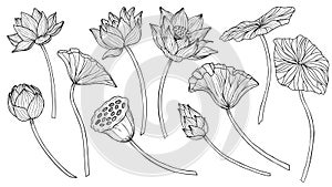 Lotus vector set. Linear drawing with flowers and leaves in black and white colors. Engraved illustration of water lily