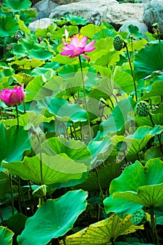 Lotus, vertical shot.