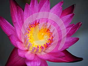 Lotus