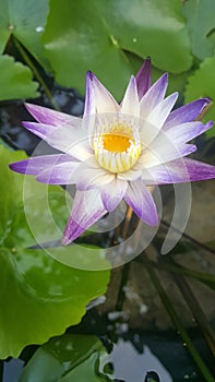 lotus in the water