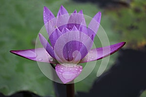 Lotus in the water blooming with leaves with huge green