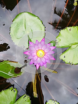 Lotus