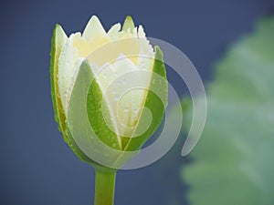 Lotus or water lilly colorful in the pool, it is the flower of July