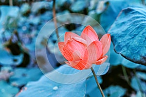 Lotus, Water lilly, Pink lotus flower in pond with copyspace,