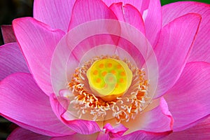 Lotus,water lily