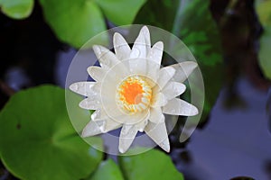Lotus or water lily from Bangkok